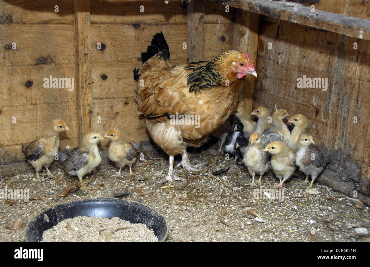 Hen house chicks hi-res stock photography and images - Alamy