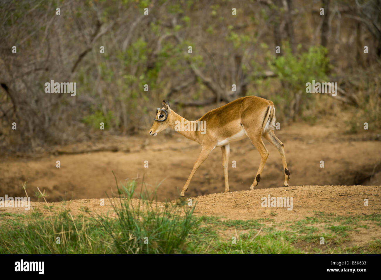 wildlife wild Impala antelope AEPYCEROS MELAMPUS anormal anomalous horn growth figure round anomalousness malformation it is a f Stock Photo