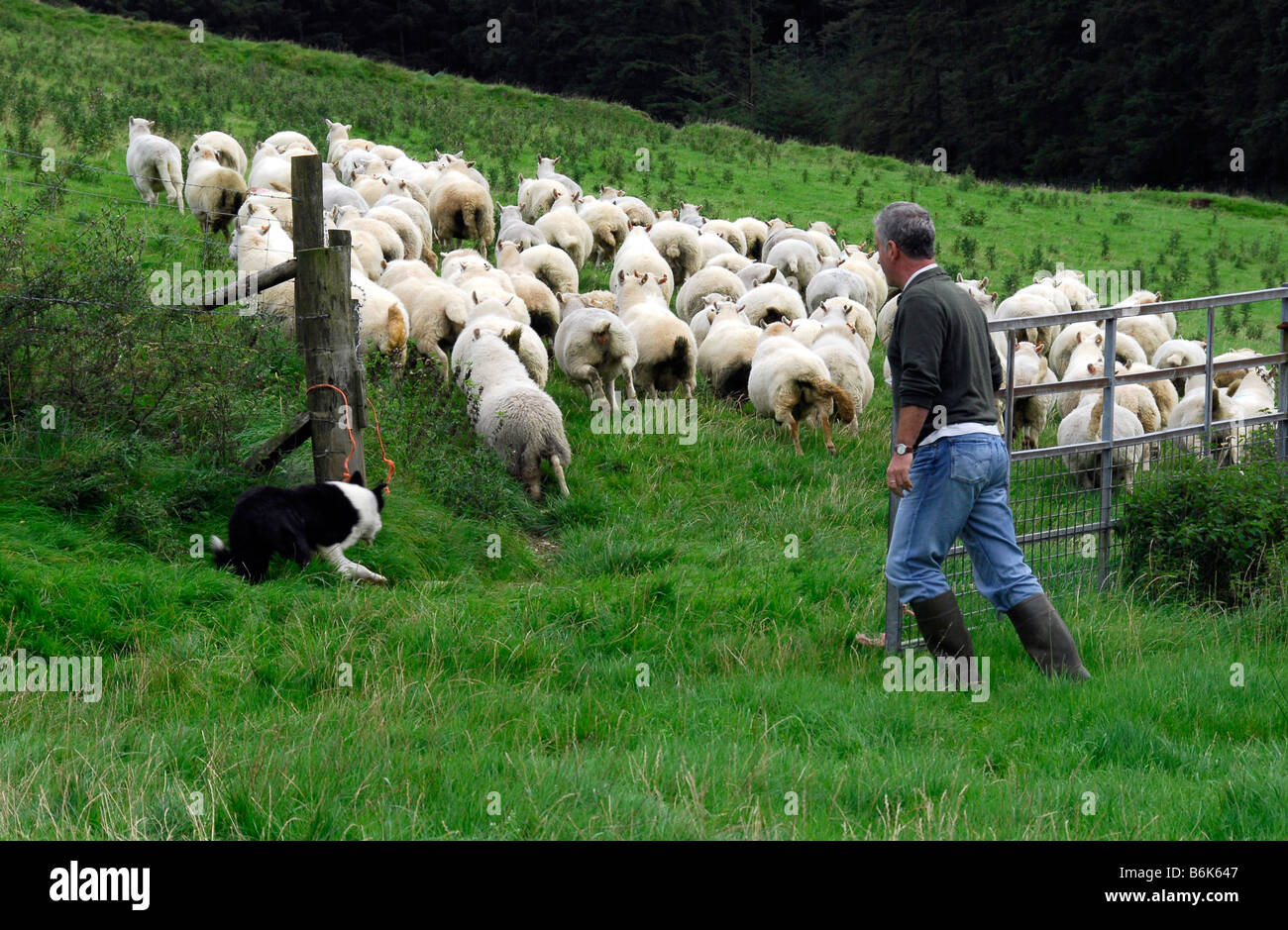 Shepherd herding flock of hill sheep between fields through farm gate with help of collie sheepdog Stock Photo