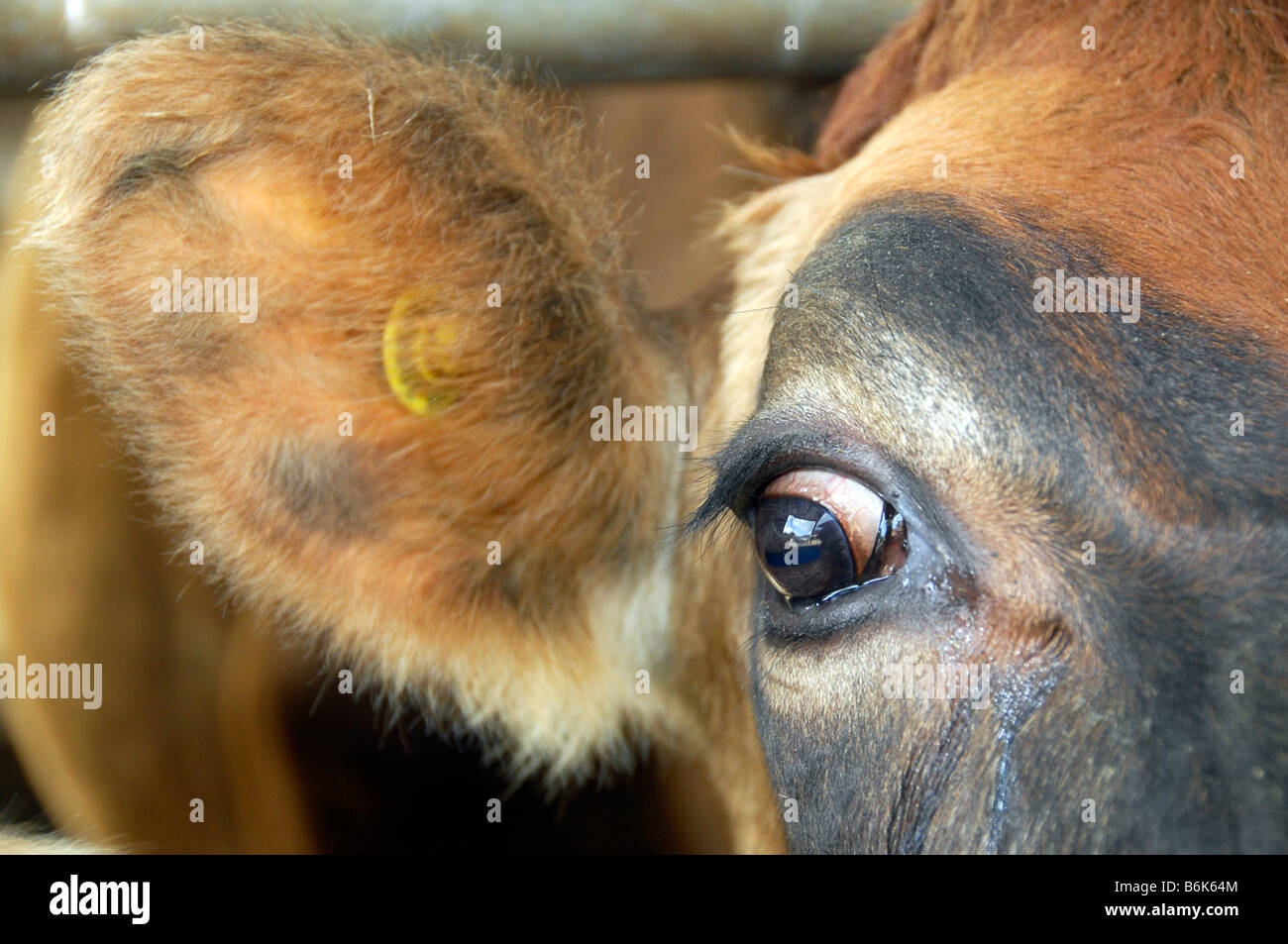 Close-up of ear and eye of young jersey dairy suckler cow Stock Photo