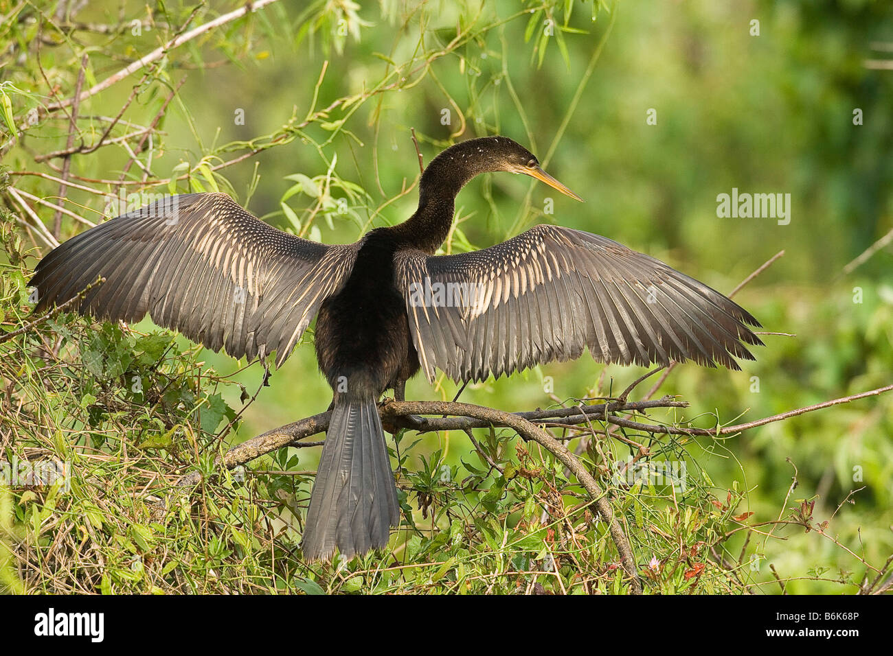Anhinga (Anhinga anhinga Stock Photo - Alamy