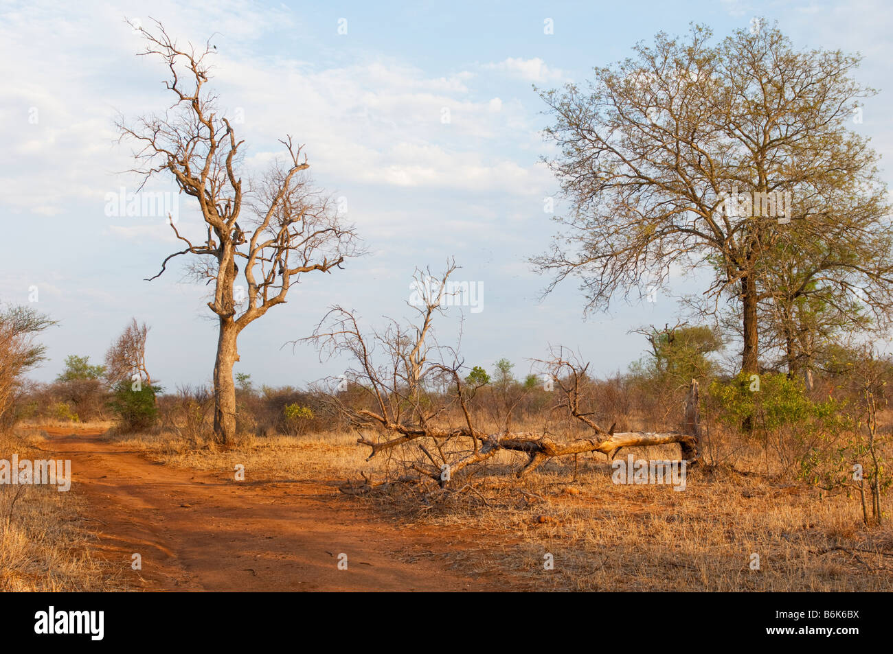 red earth ground SAVANNAH savanne south-africa bush woodland landscape south africa acacia off road moguls acacia trees robinia Stock Photo