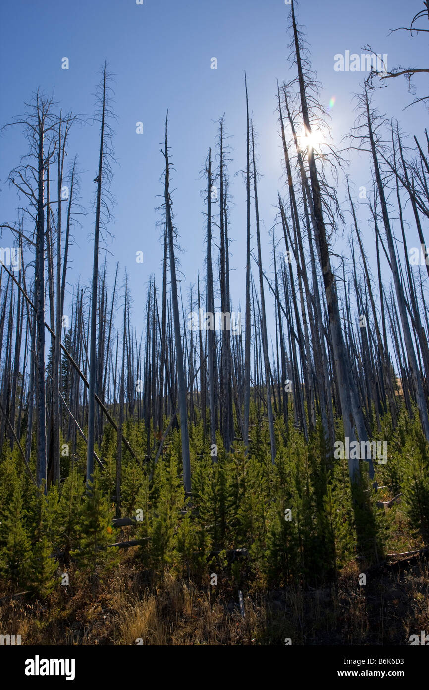 Regeneration of trees that burned in forest fires near Dunraven Pass Yellowstone National Park Wyoming USA Stock Photo