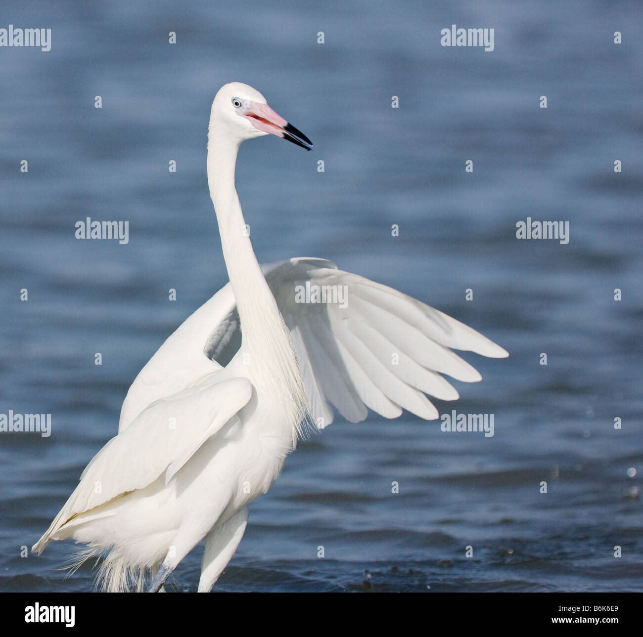 A white morph (genetic variant) Reddish Egret wades in the water at Fort Myers, Florida. Stock Photo