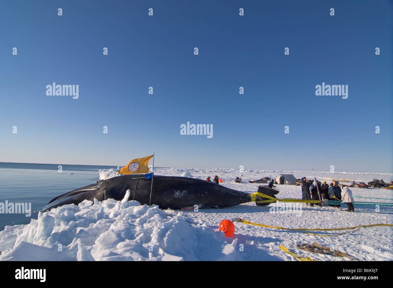 Using a block and tackle pulley system residents of the Inupiaq village of Barrow Alaska assist subsistence whalers in pulling Stock Photo