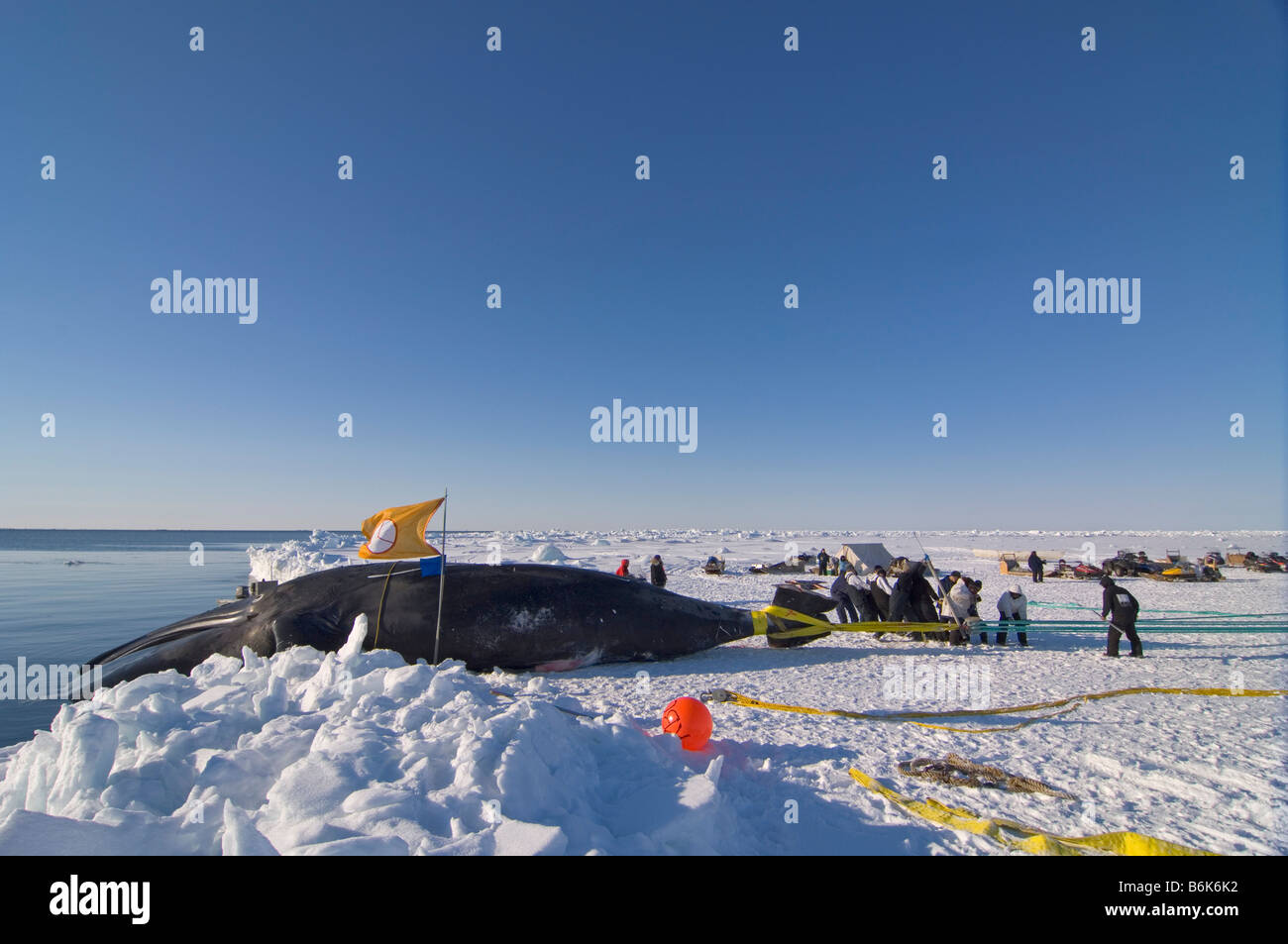 Using a block and tackle pulley system residents of the Inupiaq village of Barrow Alaska assist subsistence whalers in pulling Stock Photo