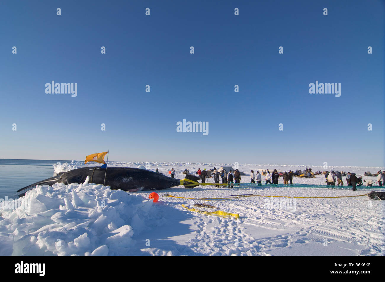 Using a block and tackle pulley system residents of the Inupiaq village of Barrow Alaska assist subsistence whalers in pulling Stock Photo