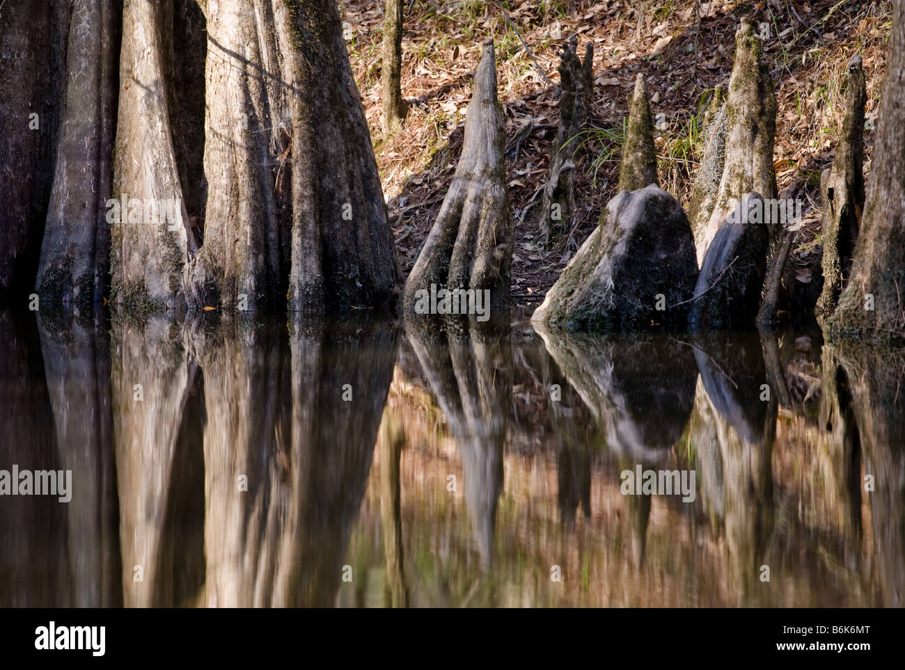 Late afternoon light on a grove of Bald Cypress trees growing along the river at Congaree National Park. Stock Photo