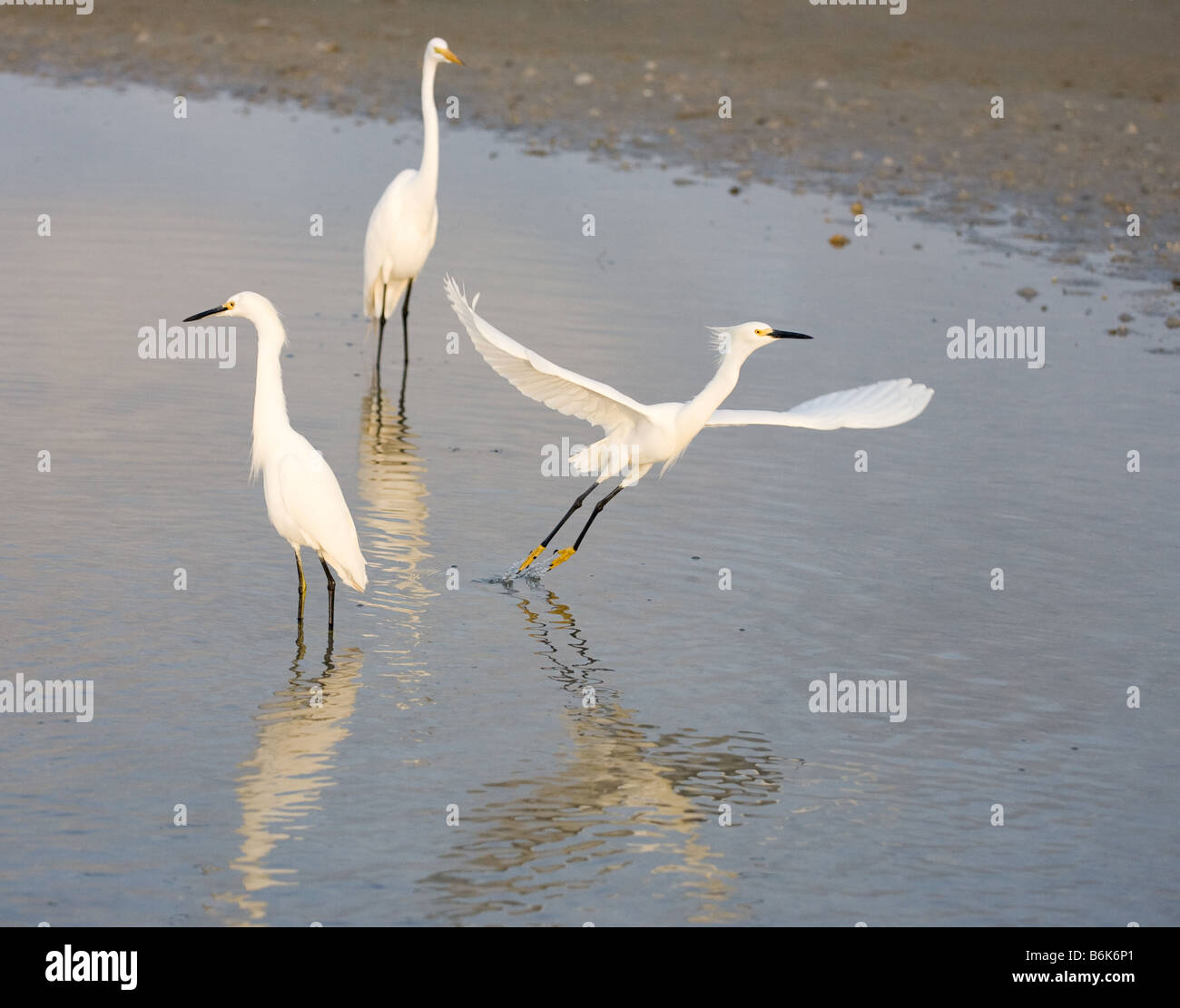 A Snowy Egret leaves flies off, leaving behind a Great Egret and a second Snowy at Little Estero Lagoon, Fort Myers, Florida Stock Photo