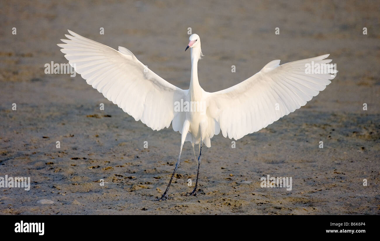 A white morph (genetic variant) Reddish Egret spreads its wings while landing at the beach in Fort Myers, Florida. Stock Photo