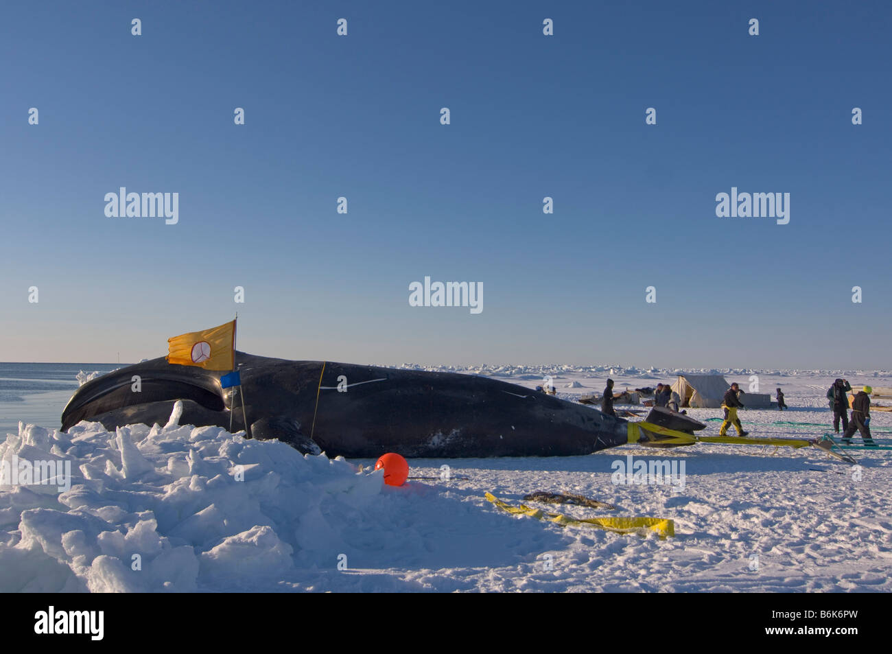 Using a block and tackle pulley system residents of the Inupiaq village of Barrow Alaska assist subsistence whalers in pulling Stock Photo