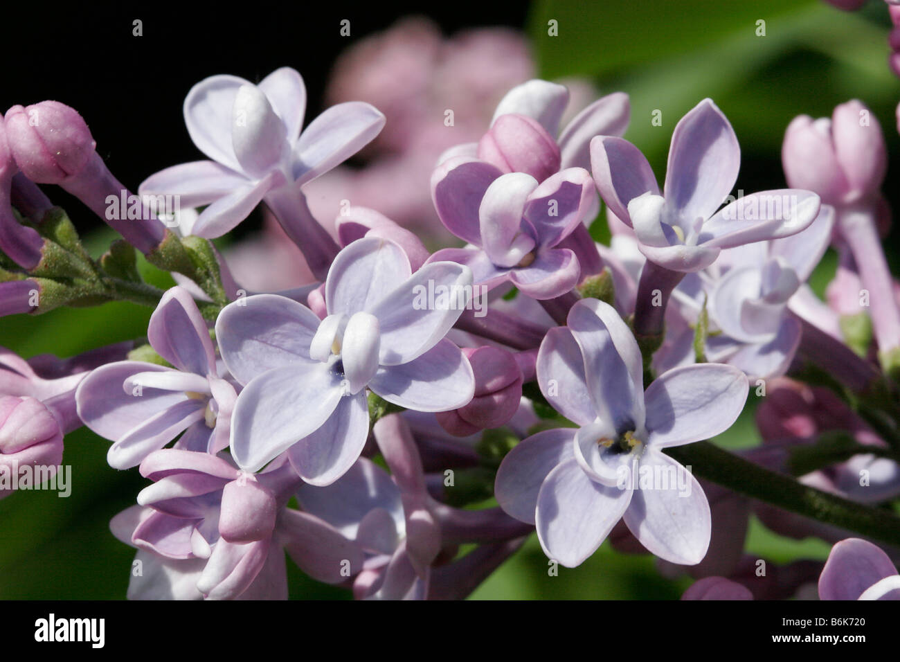 Lilac Blossoms Syringa Vulgaris Stock Photo Alamy