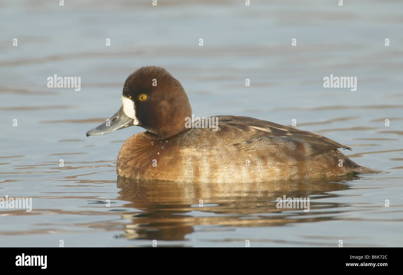 Lesser Scaup (Aythya affinis) female swimming on a lake Stock Photo