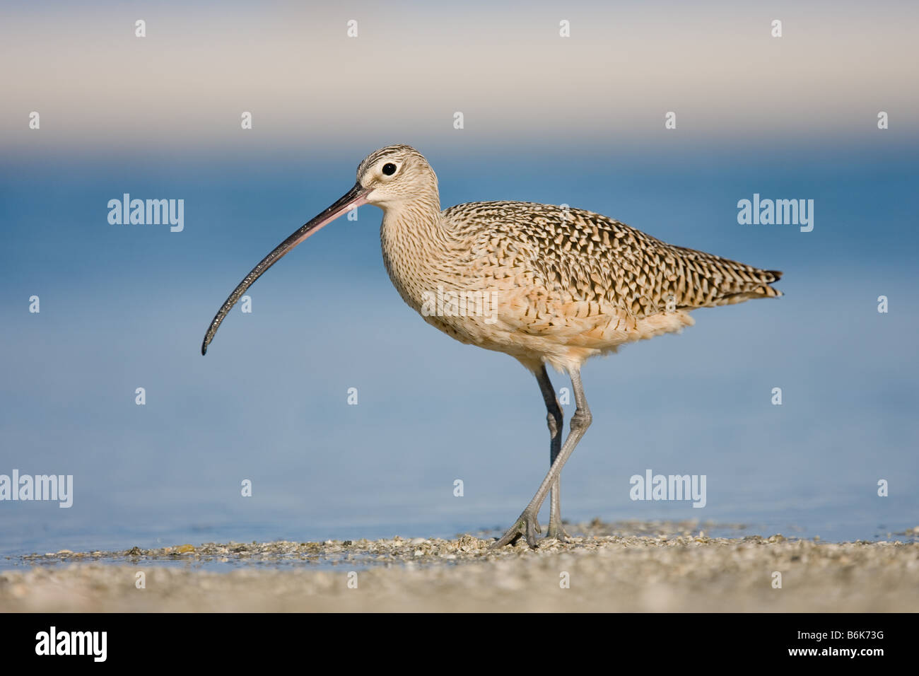 A Long-billed Curlew, walks along the beach at Fort DeSoto Park, Florida. Stock Photo