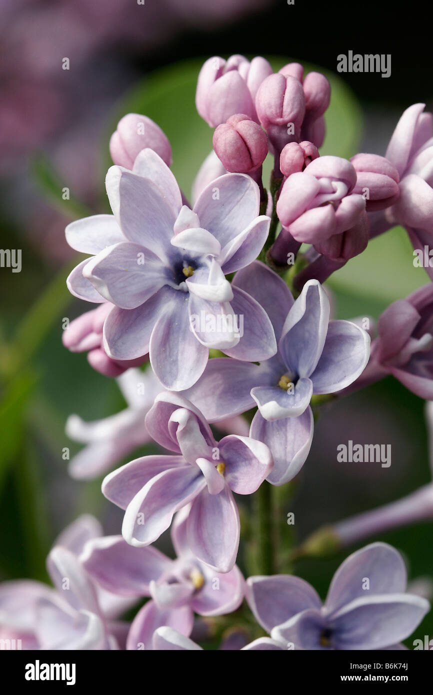 Lilac Blossoms: Syringa Vulgaris Stock Photo