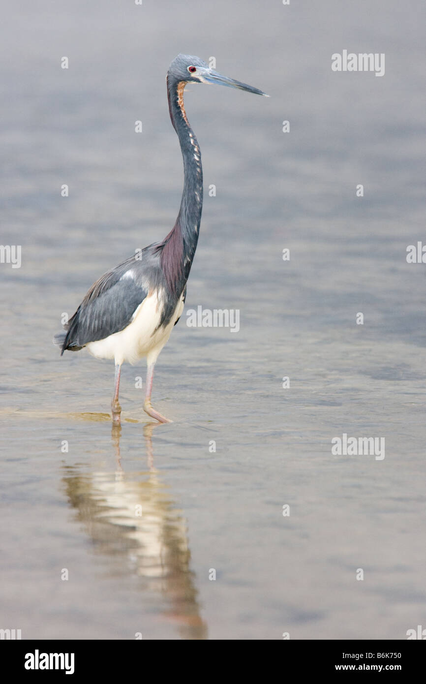 A Tricolored Heron stands in the water at Fort DeSoto Park. Stock Photo