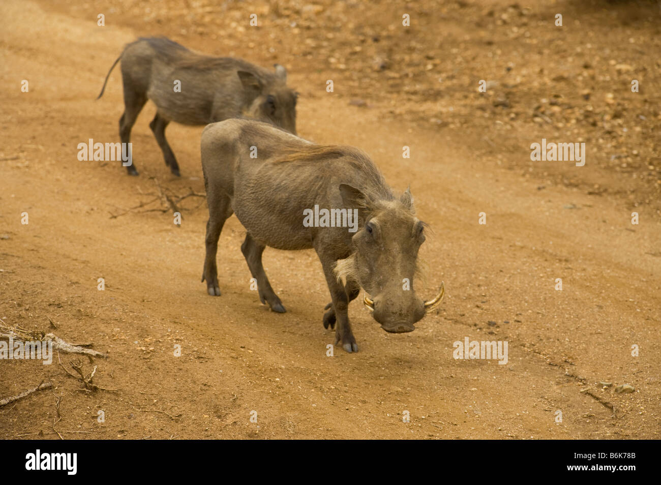 two 2 wildlife wild WARTHOG Phacochoerus aethiopicus pig pig-like grazer rooter walking around walk red earth ground south-Afrik Stock Photo