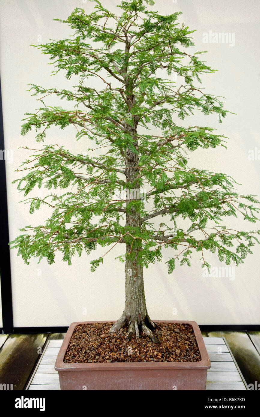 Bonsai tree at Longwood Gardens near Square southeastern