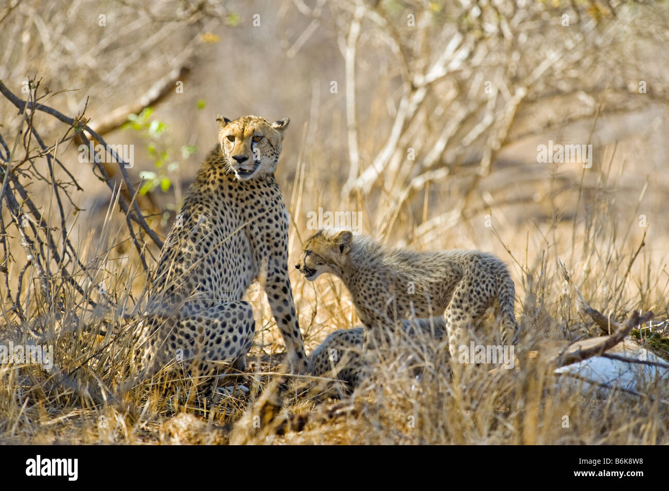 WILDLIFE wild cheetah gepard mother with cub Acinonyx jubatus caught an impala take prey southafrica south-afrika wilderness sou Stock Photo
