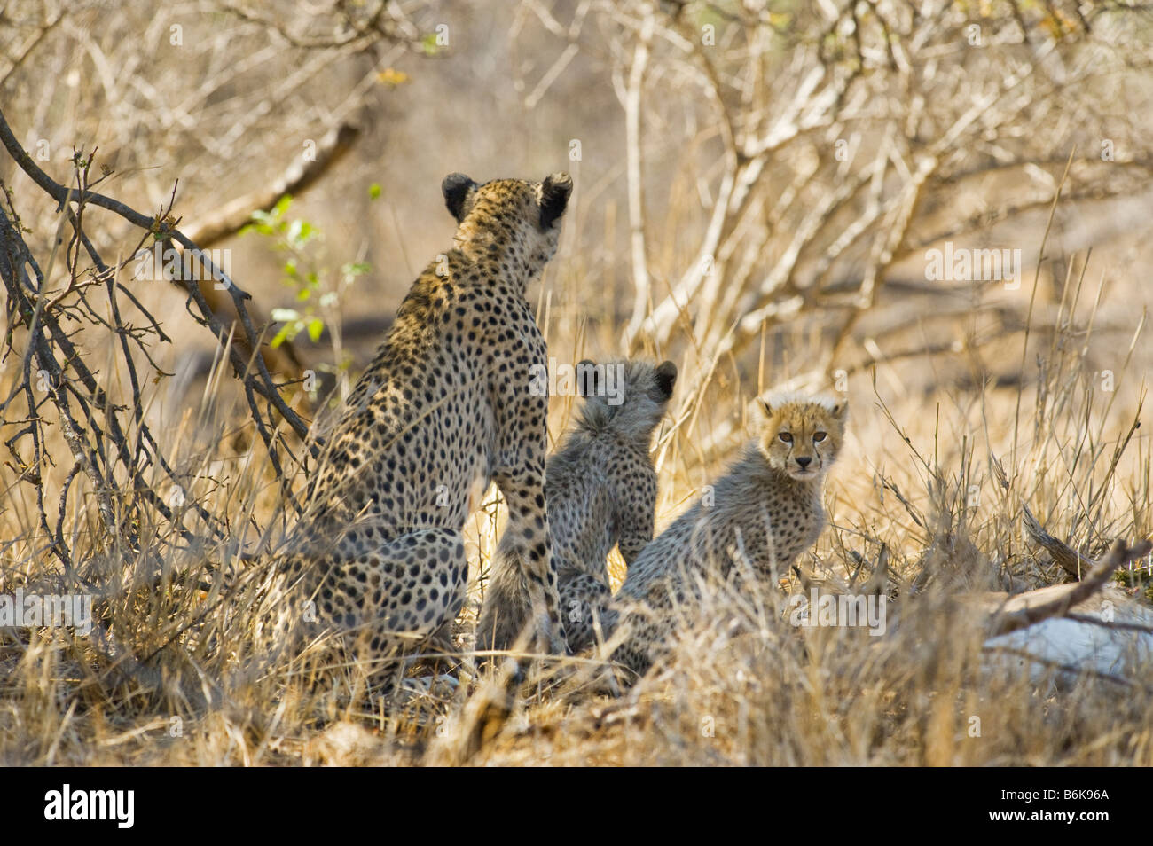 WILDLIFE wild cheetah gepard mother with cub Acinonyx jubatus caught an impala take prey southafrica south-afrika wilderness sou Stock Photo
