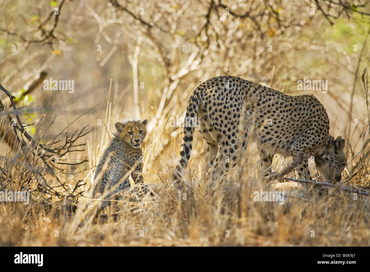 WILDLIFE wild cheetah gepard mother with cub Acinonyx jubatus caught an impala take prey southafrica south-afrika wilderness sou Stock Photo