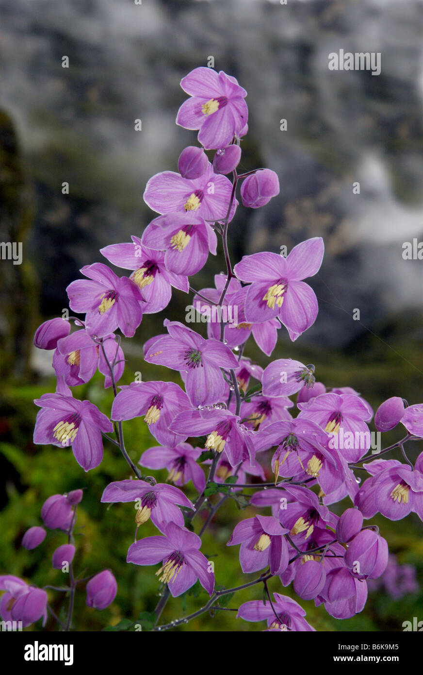 A profusion of wild Meadow Rue thrives during the monsoon at about 4200 m, Rolwaling Valley, Nepal Stock Photo