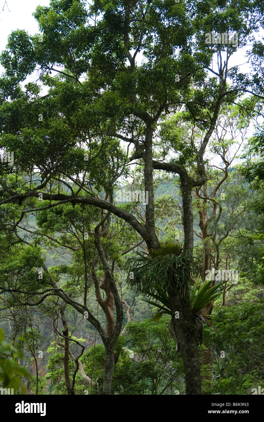 Epiphytes in rainforest trees at Cunninghams Gap, Queensland, Australia Stock Photo