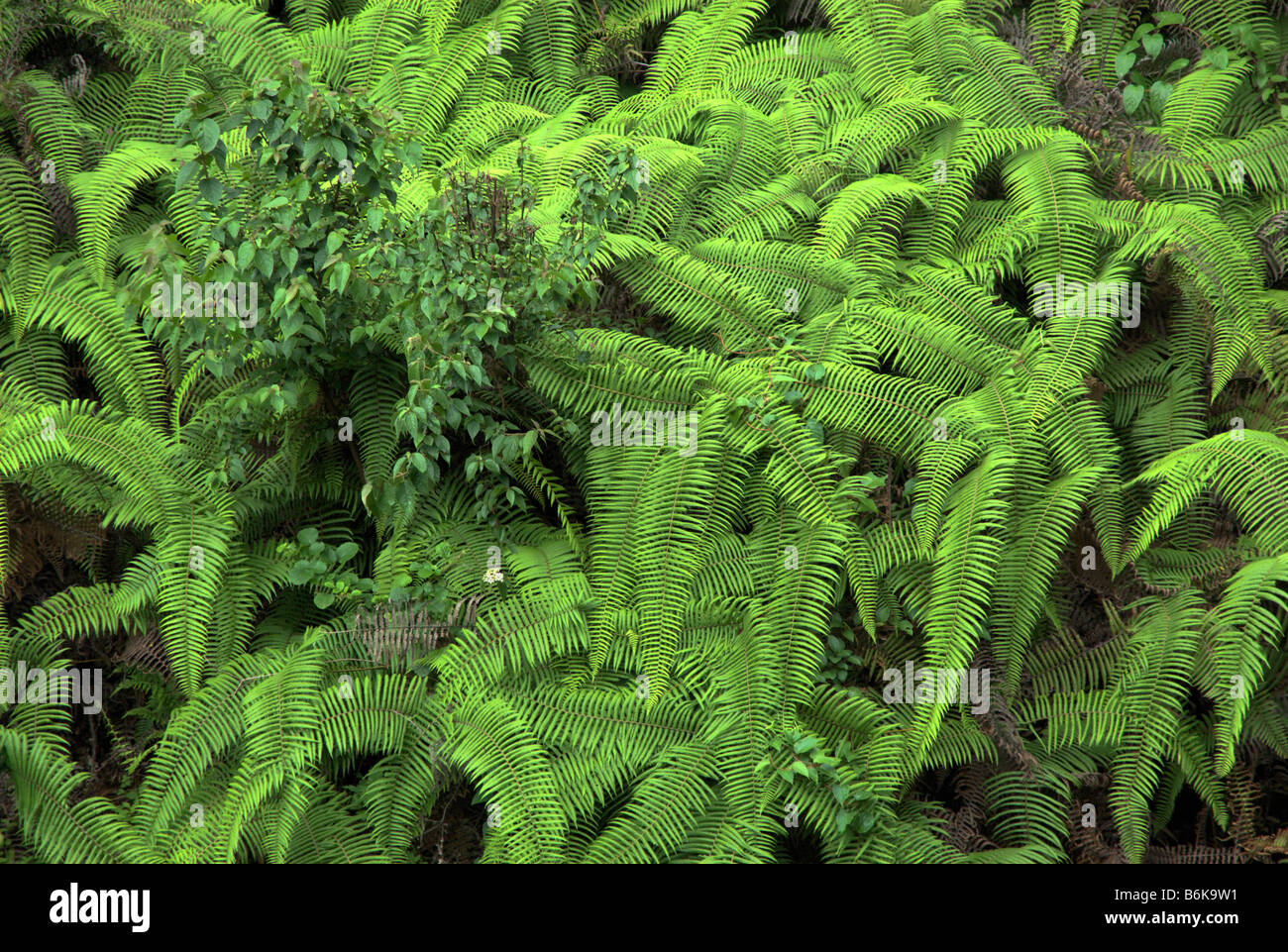 A jumble of ferns grow at a stream bank, Jiri district, Nepal Stock Photo