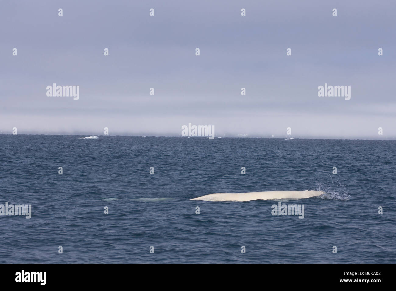 beluga whale Delphinapterus leucas adult swims through an open lead in ...
