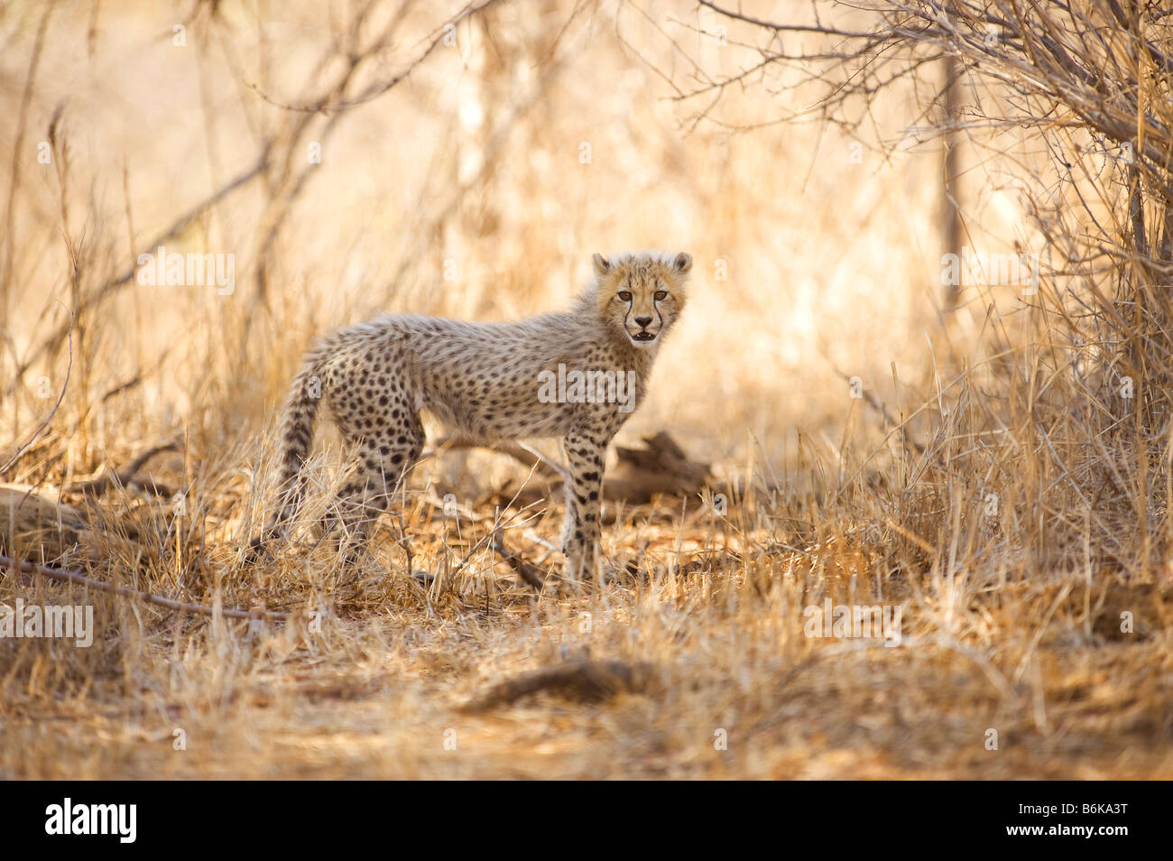 WILDLIFE wild cheetah gepard young baby infant cub Acinonyx jubatus stand standing southafrica south-afrika wilderness south afr Stock Photo