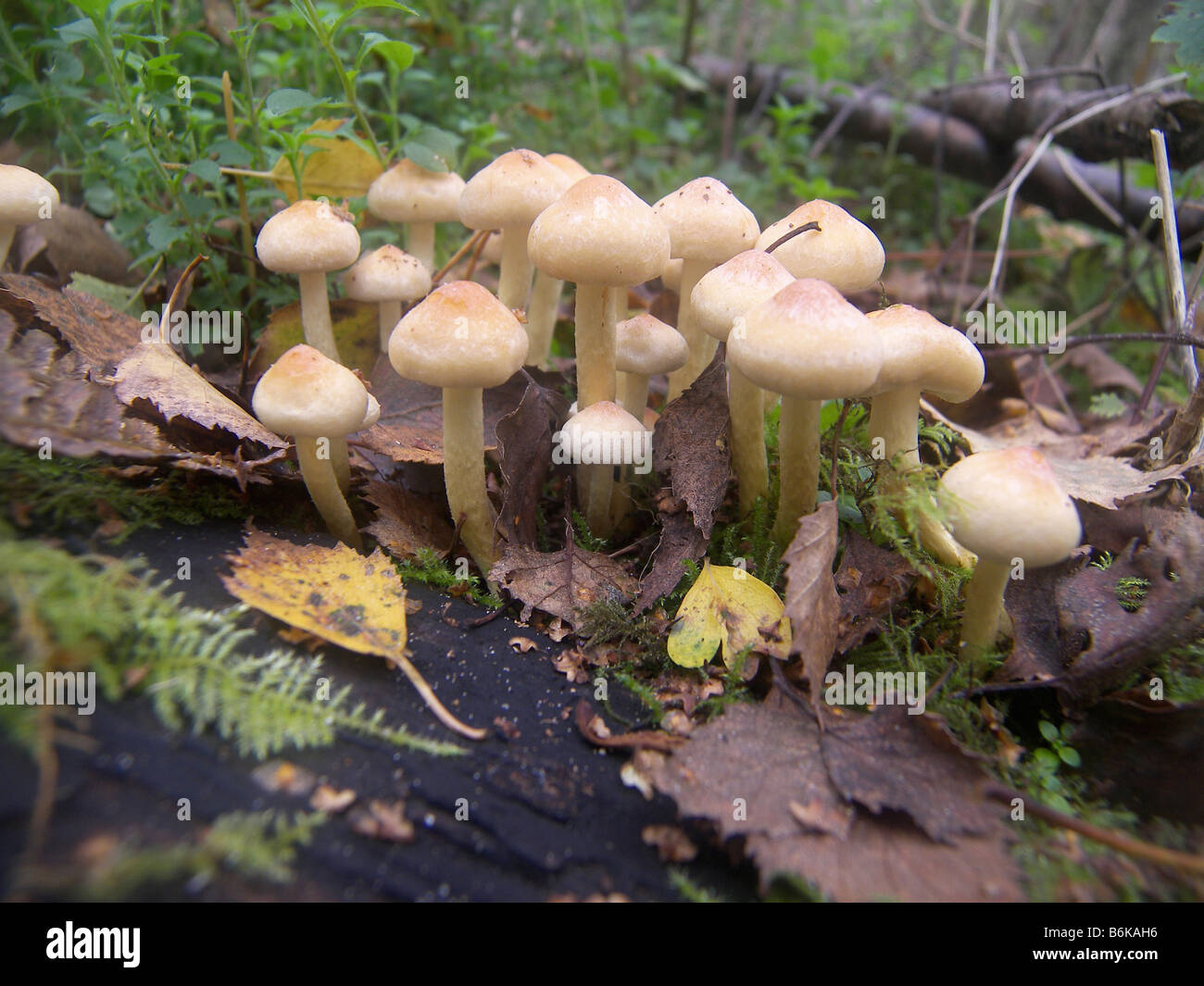 Clump of mushrooms Stock Photo