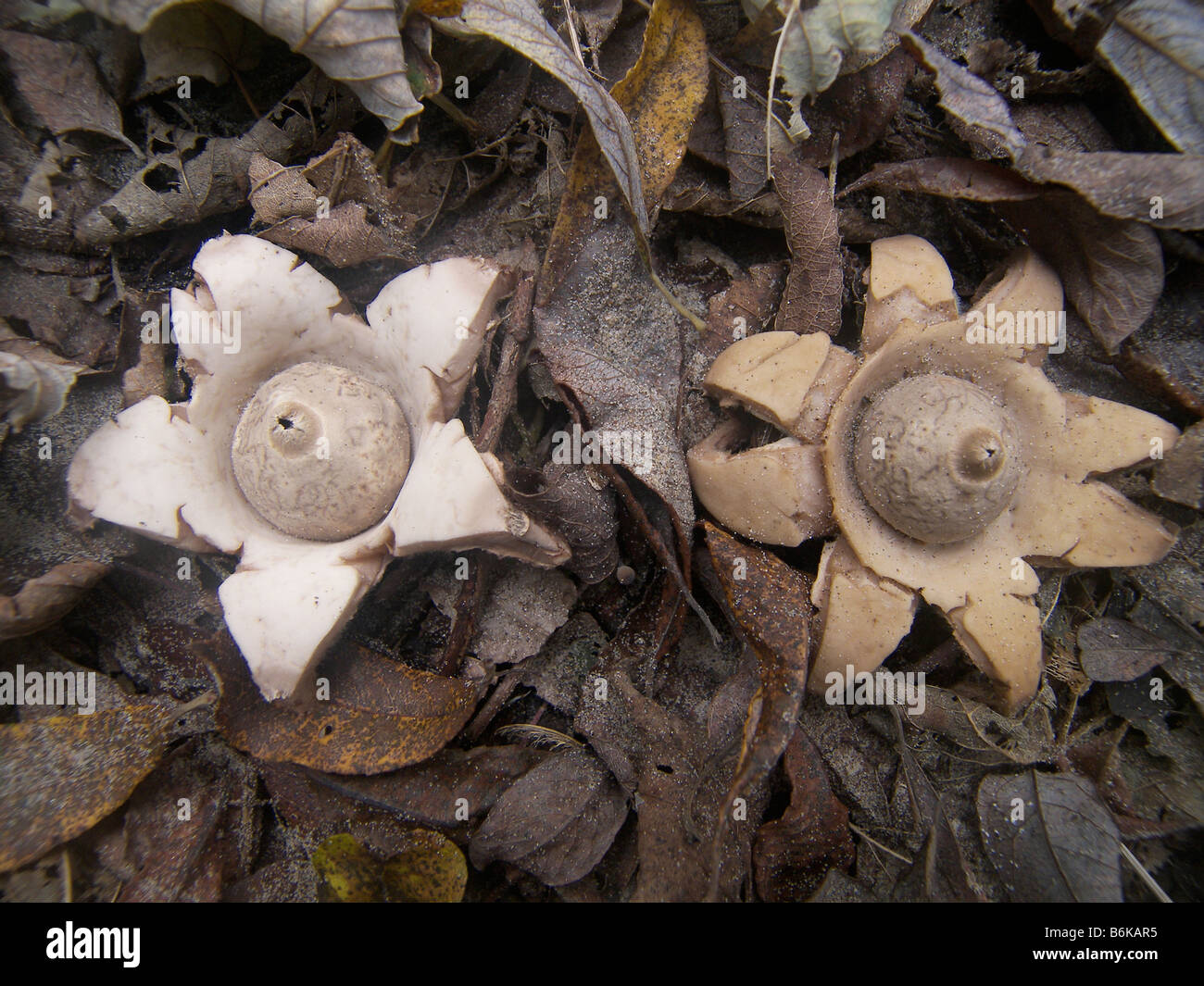 Earthstar Fungi Stock Photo