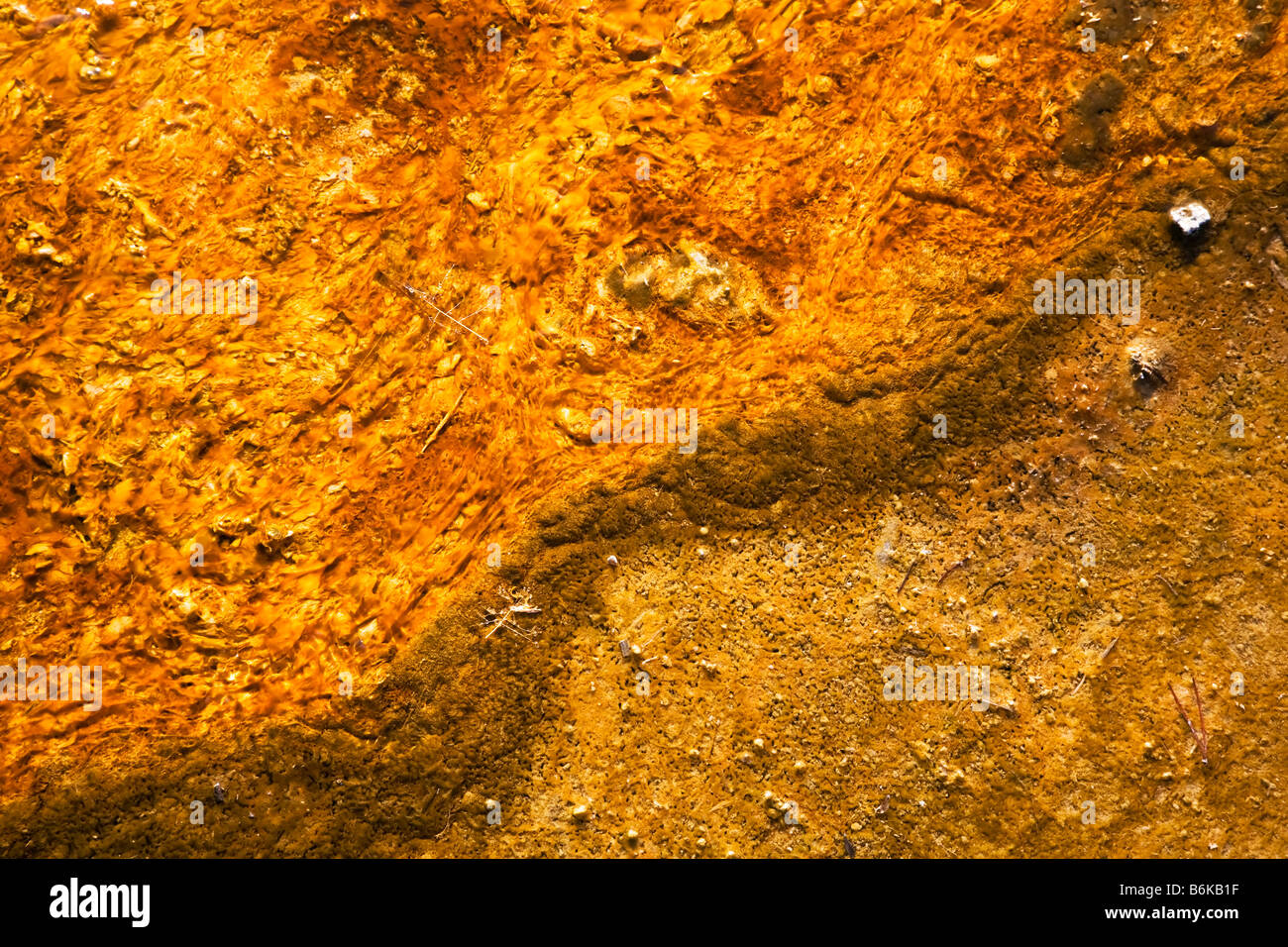 Thermophile mat Stock Photo