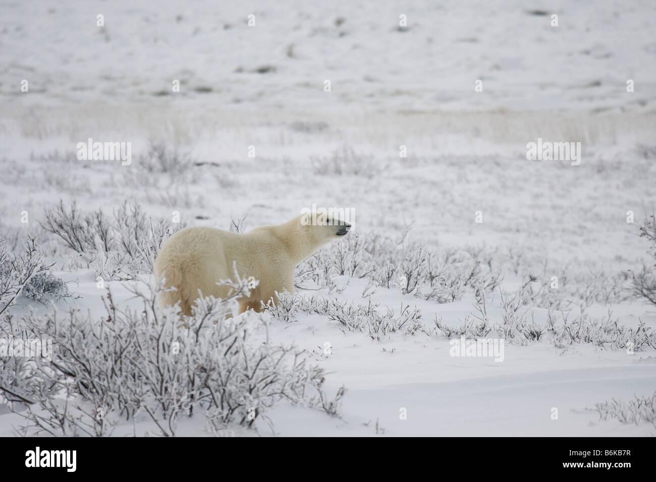 Polar Bear Standing in Tundra Stock Photo