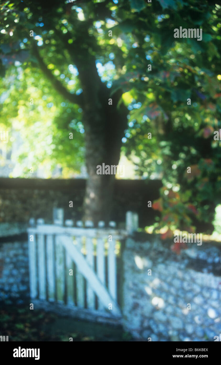 Impressionistic view of backlit Sycamore tree with some leaves autumnal red above flint wall with white painted wicket gate Stock Photo