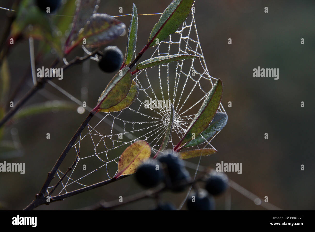 A cobweb decorated with dew drops between berry bushes. Stock Photo