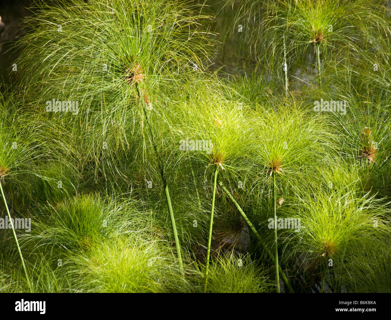Cyperus papyrus papyrus sedge paper reed plants plant pattern Stock Photo