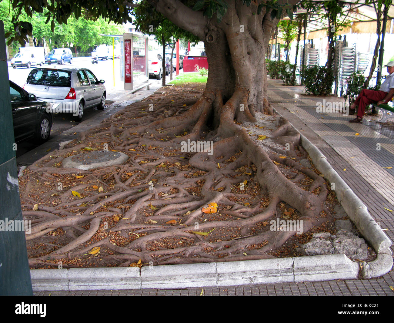 Tree roots in the footpath, a trip hazard, in the streets of Saville. Stock Photo