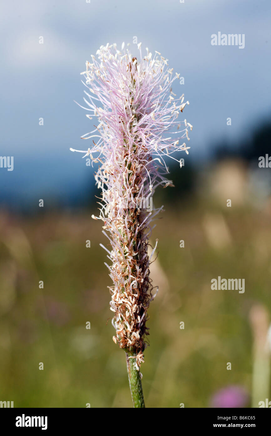 pink flowers of Hoary Plantain (Plantago media) in romanian meadow Stock Photo