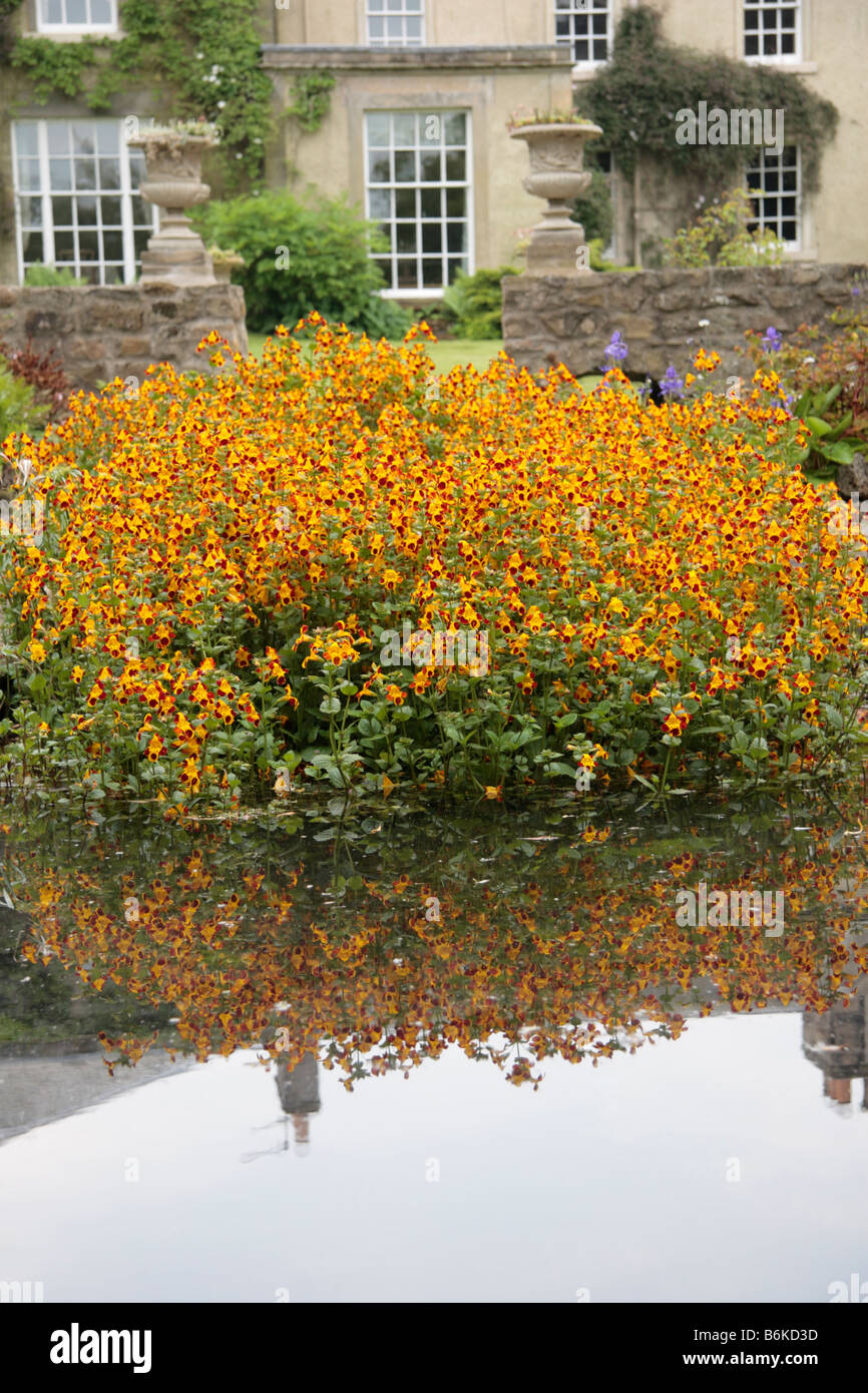 Mimulus or Monkey flower growing in the pond at The Hall Newton Le Willows Bedale North Yorkshire Stock Photo