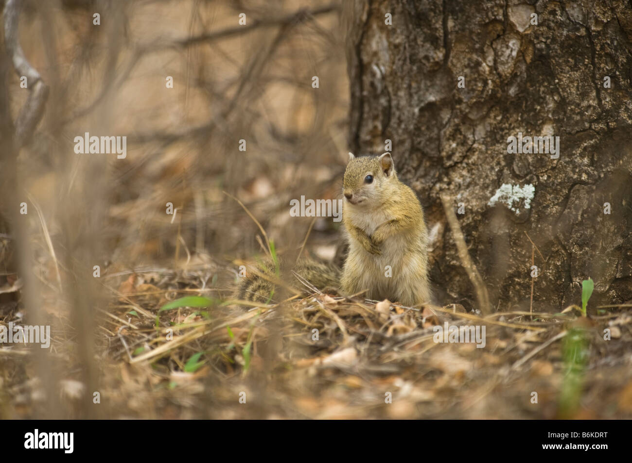 wildlife wild TREE SQUIRREL treesquirrel Paraxerus cepapi south-Africa south africa bush mammal afrika bush woodland animal bush Stock Photo