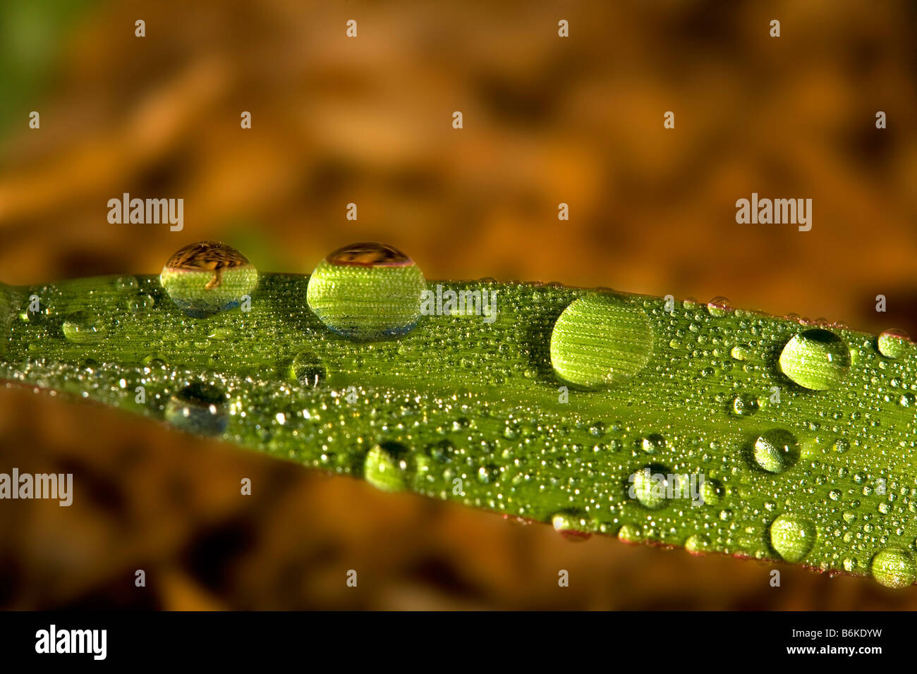 Water droplet on a leaf Stock Photo - Alamy