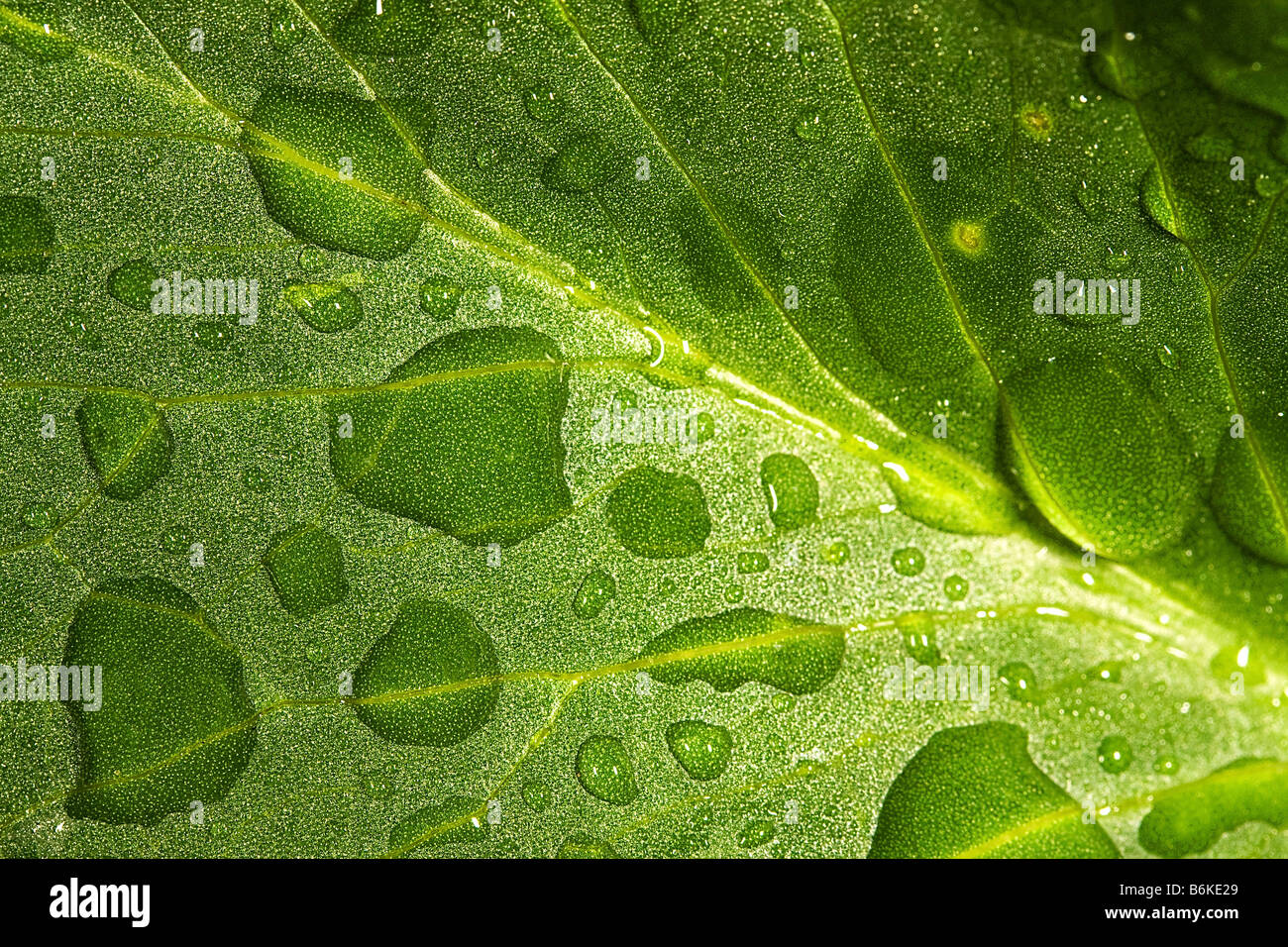 Water droplet on a leaf Stock Photo - Alamy