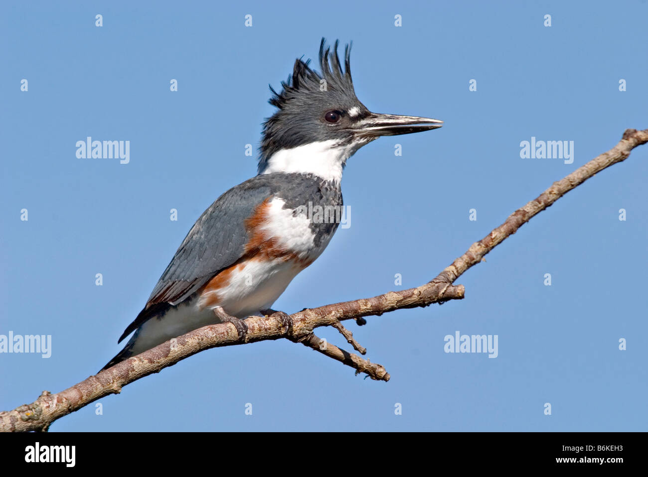 Belted Kingfisher - Ornithology