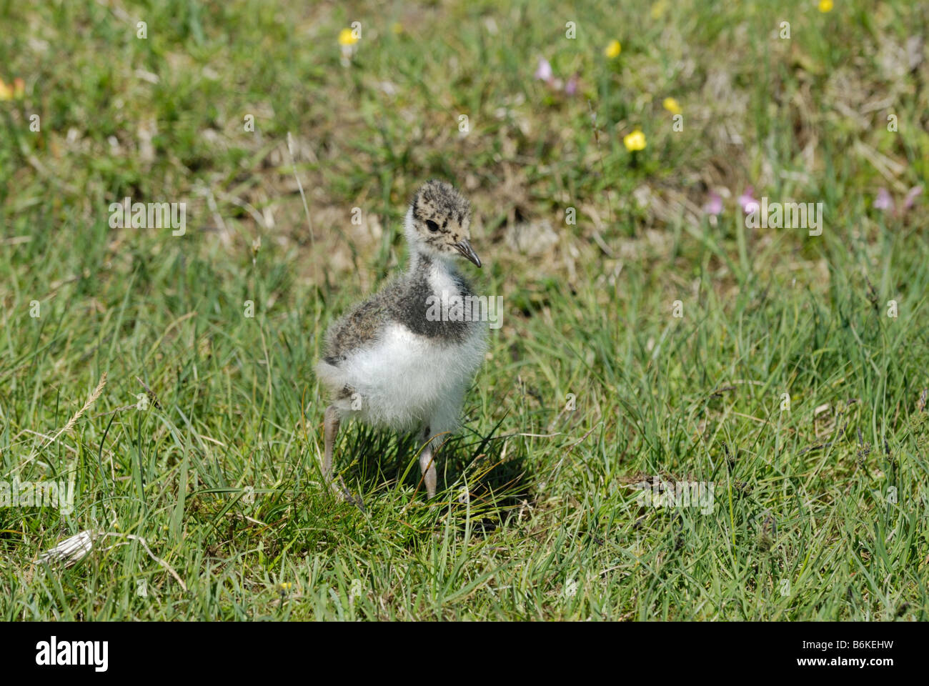 Juvenile lapwing hi-res stock photography and images - Alamy