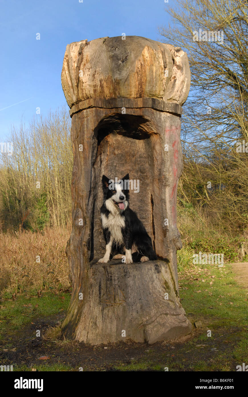 Border Collie sitting in woodland chair Stock Photo