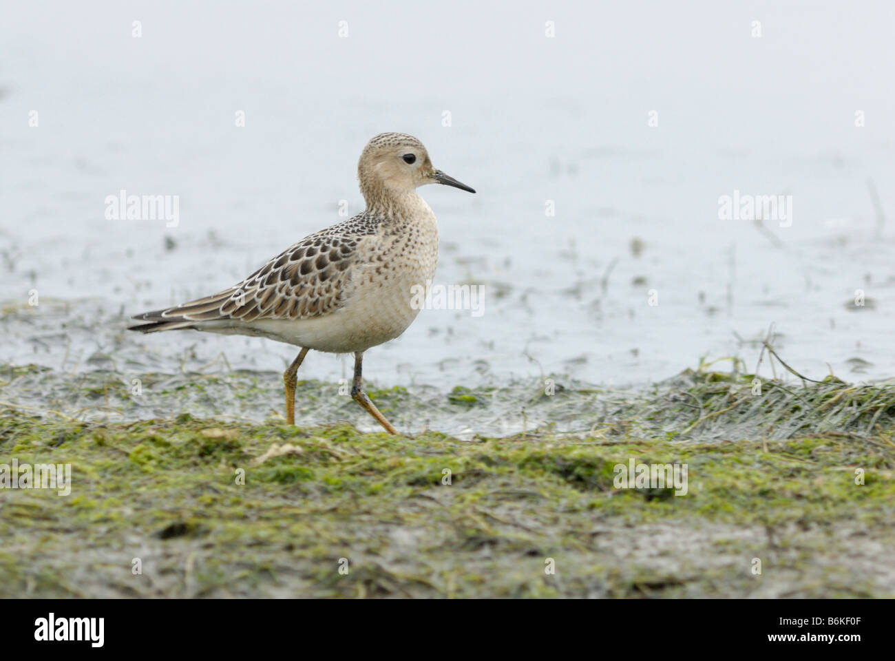 Buff-breasted Sandpiper (Tryngites subruficollis) Stock Photo