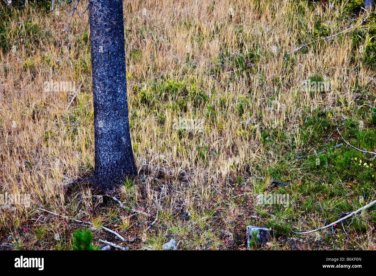 Detail of Lodgepole Pine near Craig Pass, Yellowstone National Park; Wyoming; USA Stock Photo