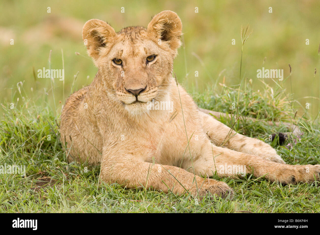 Lion cub in the Masai Mara Stock Photo - Alamy