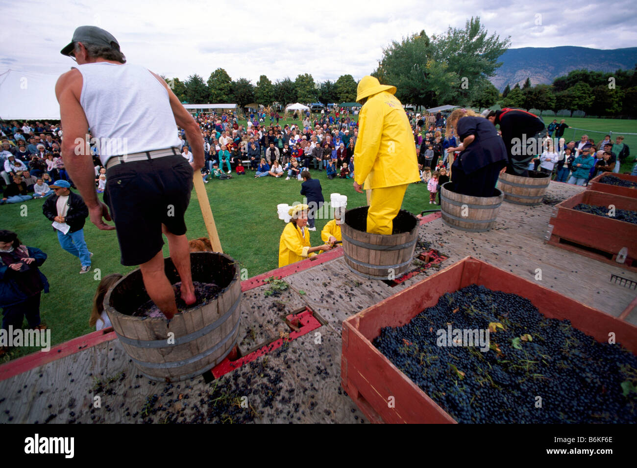 Grape Stomping Competition at Festival of the Grape, Oliver, BC, British Columbia, Canada